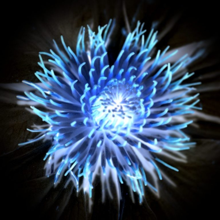 A luminous blue flower-like design with glowing tendrils against a dark background.
