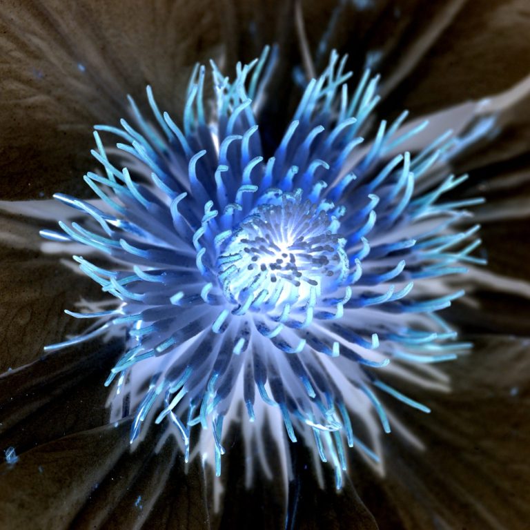 A vibrant blue flower with intricate, radiating petals on a dark background.